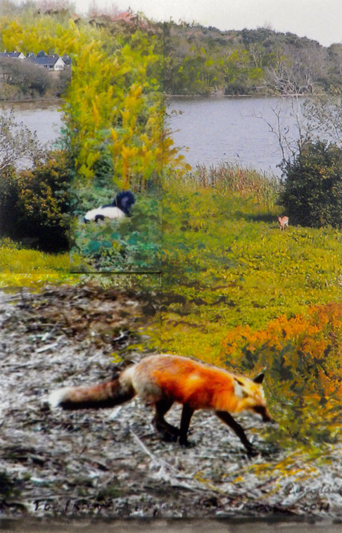 Animals at Great Pond